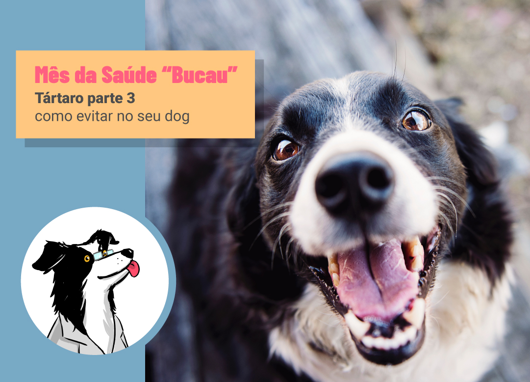 Tártaro parte 3: como evitar no seu dog